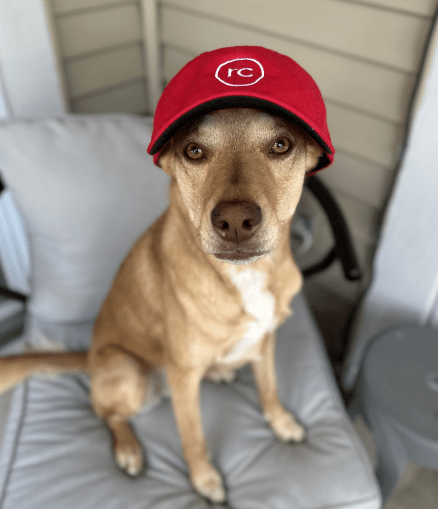 Cute brown dog in a Red Caffeine baseball cap